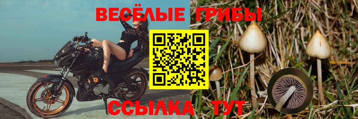 где найти наркотики  Вход с VPN  Дивногорск  Галлюциногенные грибы ЛСД 
